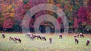 Herd of Elk Grazing Quietly on a Beautiful Autumn Morning