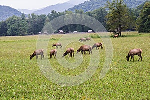 Herd of Elk in the Great Smoky Mountains