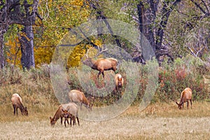Herd Of Elk photo