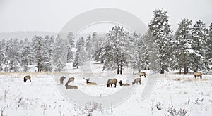 Herd of elk in a mountain meadow in winter