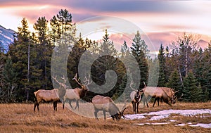 A Herd Of Elk In The Mountains At Sunrise