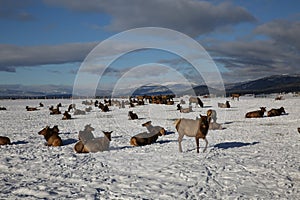 A herd of elk outside of Donalley, Idaho