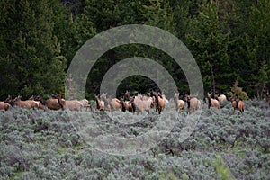 Herd of Elk running in Grand Teton National Park