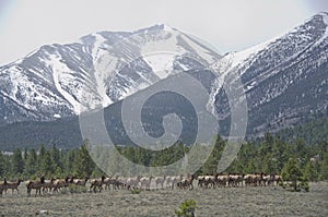 Herd of Elk Running at Mount Princeton