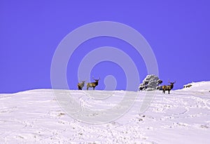 Herd elk in the snow