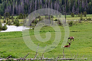 A herd of Elk standing on top of a lush green field