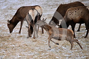 A herd of Elk stands grazing in a snow covered pasture with a calf frolicking around them