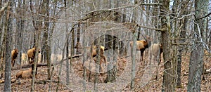 Herd of Elk Walking in a Forest