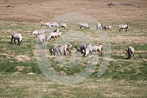 herd of Elks grazing at the meadow in Iceland