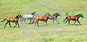 Herd of equines trotting together