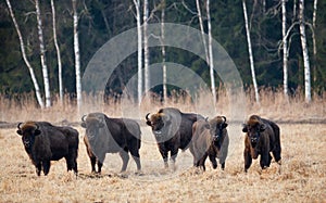 A Herd Of European Aurochs Grazing On The Field.Five Large Brown Bison On The Birch Forest Background.