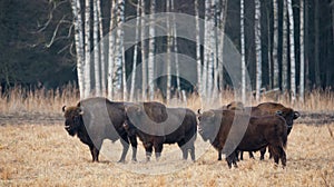 A Herd Of European Aurochs Grazing On The Field.Four Large Brown