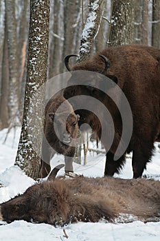 Herd of European bison mourn their dead cub in winter