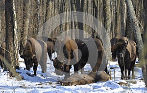 Herd of European bison mourn their dead cub in winter