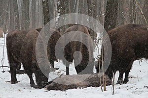Herd of European bison mourn their dead cub in winter