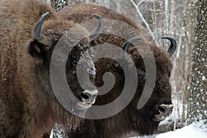 Herd of European bison mourn their dead cub in winter