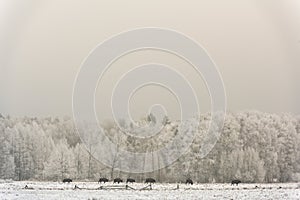 Herd of European Bison Poland