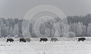 Herd of European Bison Poland