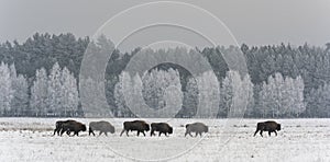 Herd of European Bison Poland photo