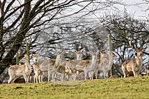 Herd of European Fallow Deer Looking at the Camera.