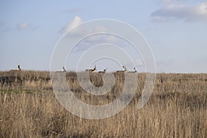 Herd of European fallow deer runs across the steppe