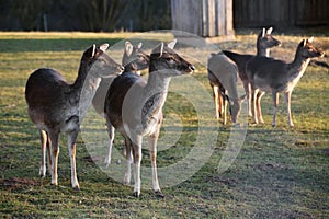 Herd of European roe deer (Capreolus capreolus)