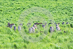 Herd of European roe deer - Capreolus capreolus