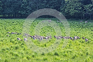 Herd of European roe deer - Capreolus capreolus