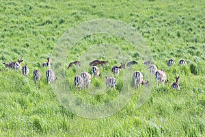 Herd of European roe deer - Capreolus capreolus