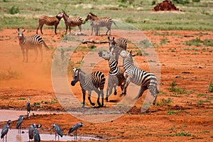 Herd of faithing zebras on african savannah