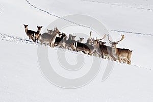 A herd of fallow deer
