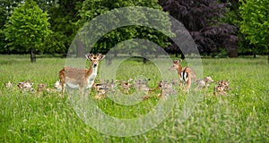 Herd of fallow deer