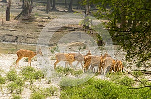 A herd of fallow deer or Chital  hoofed ruminant mammals â€“ Cervidae family spotted in the midst Of picturesque greenery forest