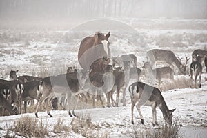 Herd of fallow deer Dama dama walking around in misty winter day accompanied by domestic horse