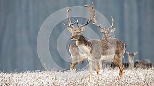 Herd of fallow deer in winter with frost covering dry grass in nature