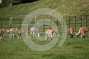 Herd of fallow deer at Dyrham Park country house