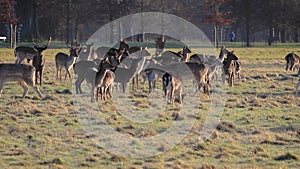 A Herd of Fallow Deer Early on a Frosty Morning with Birdsong, Ireland