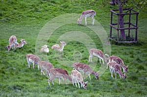 Herd of fallow deer grazing in Dyrham Park