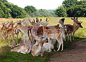 Herd of Fallow Deer in Richmond Park Greater London Uk.