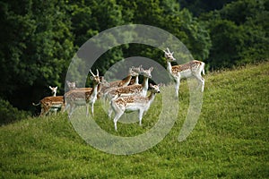 Herd of Fallow deer in the spotted summer coats