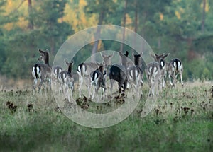 A herd of fallow deers crossing a field in October