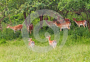 A herd of fallow deers on the green meadow