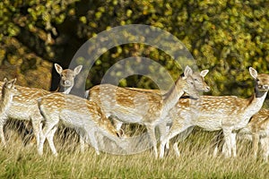 Herd of fallow white spotted deer