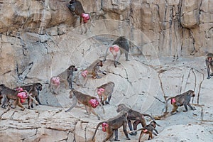 herd of female baboons with red swollen folds of skin around the buttocks signaling readiness for mating and conception and