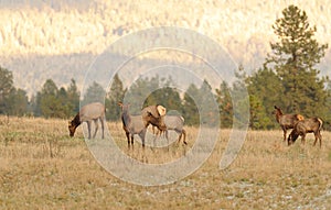 Herd of female Elk cows