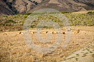 A herd of female elk grazing on the hillsides photo