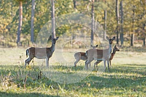Herd of female fallow deer in the autumn forest