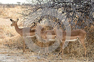 Herd of female impala in Etosha National Park, Namibia