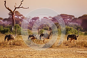 Herd of female ostriches in grassland