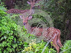 Herd of female red spotted deers in Chitwan National Park jungle in Nepal
